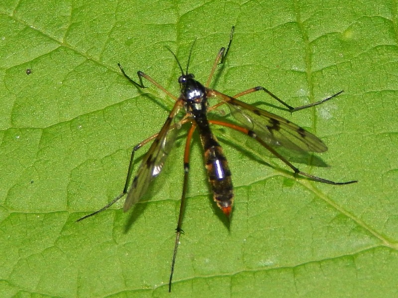 Ptychopteridae: Ptychoptera sp., femmina